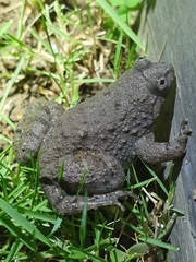 Limnonectes kuhlii