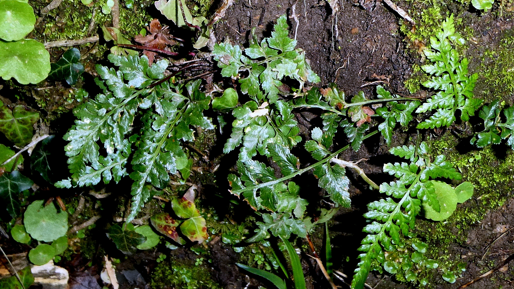 Black spleenwort