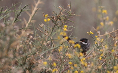 Curruca melanothorax