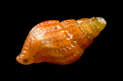 Amphissa versicolor image