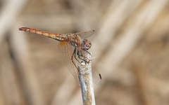 Trithemis annulata