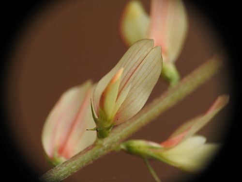 Rock Sainfoin (Onobrychis saxatilis)