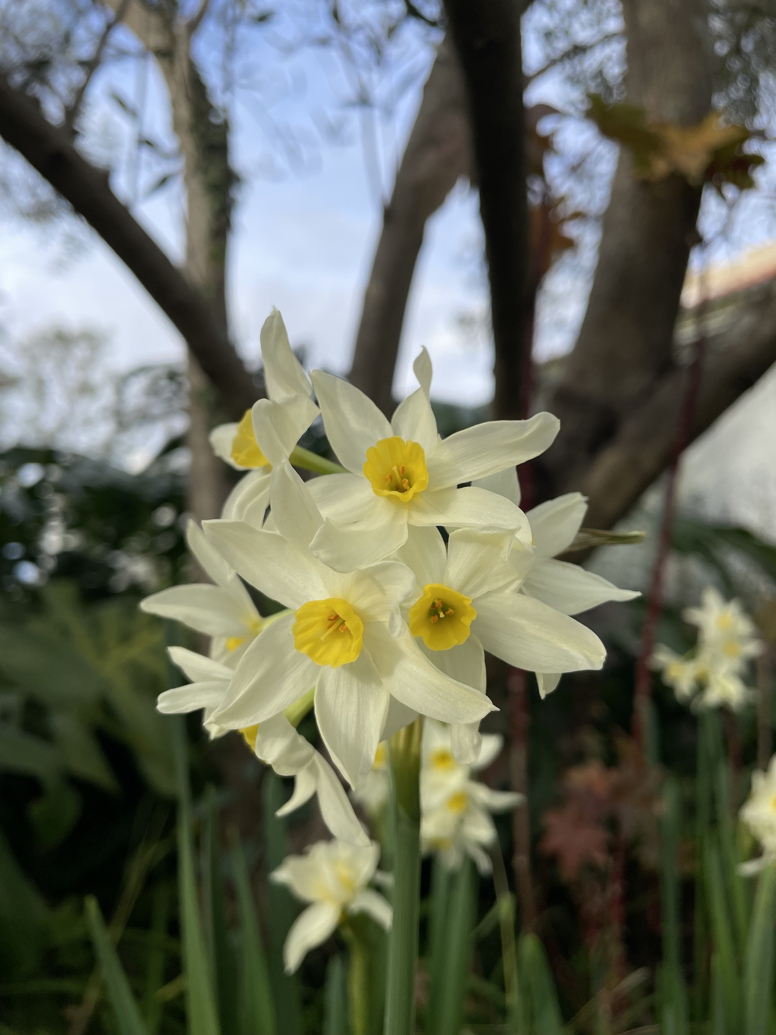 Paperwhite