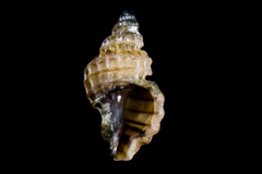 Paciocinebrina interfossa