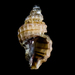 Sculptured Rocksnail - Photo (c) BJ Stacey, some rights reserved (CC BY-NC), uploaded by BJ Stacey