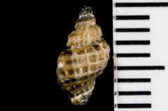 Paciocinebrina interfossa