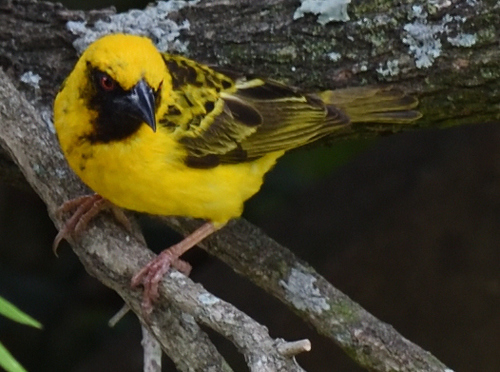 Village Weaver