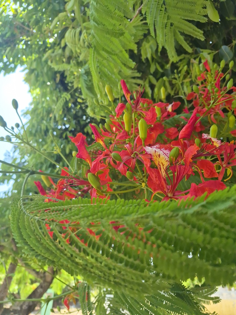 phượng vàng – Delonix regia