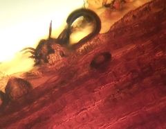 Epibryon interlamellare