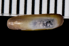 Tectura paleacea