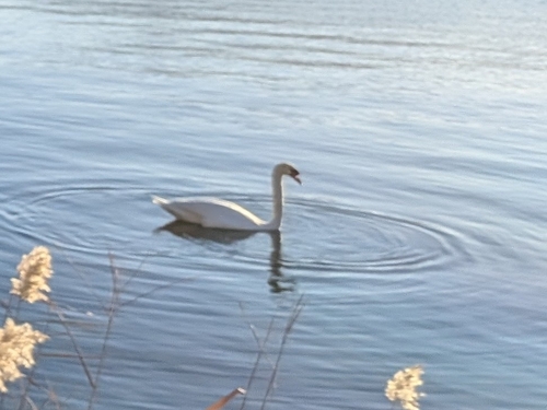 Mute Swan (Cygnus olor), photo 4