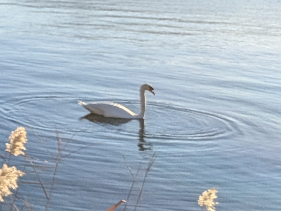 Mute Swan (Cygnus olor), photo 6