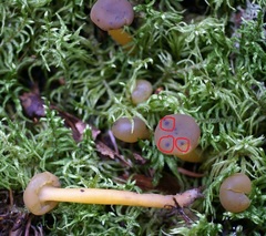 Hypomyces leotiicola