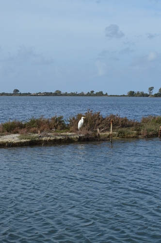 Great Egret (Ardea alba), photo 3
