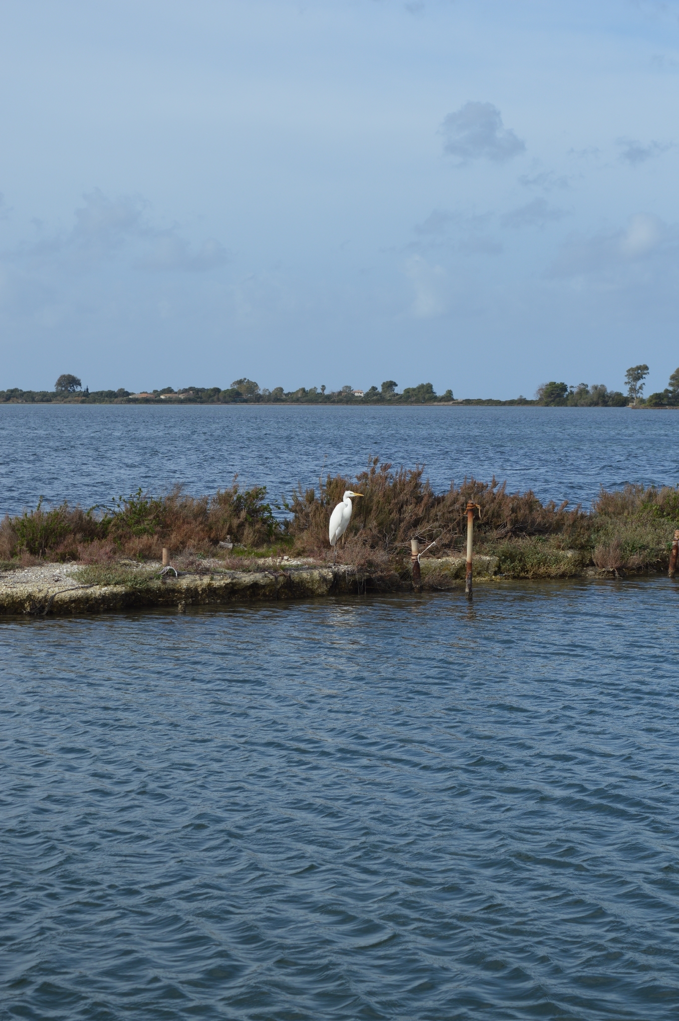 Great Egret (Ardea alba), photo 4
