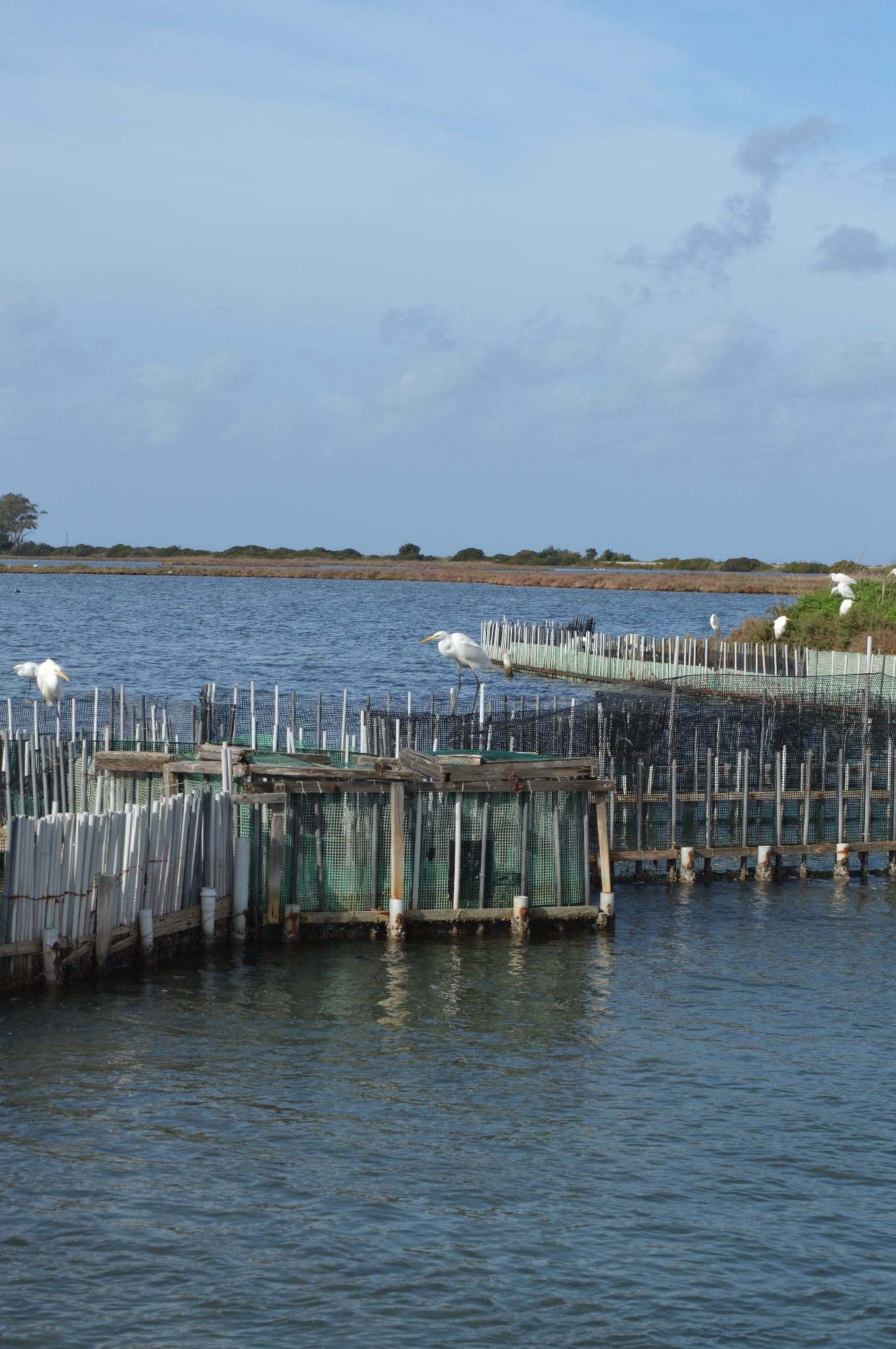 Great Egret (Ardea alba), photo 5