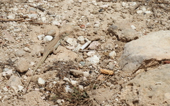 Acanthodactylus schreiberi