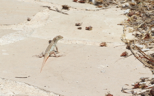 Savigny's Fringe-fingered Lizard, Acanthodactylus savignyi