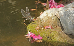Anax immaculifrons