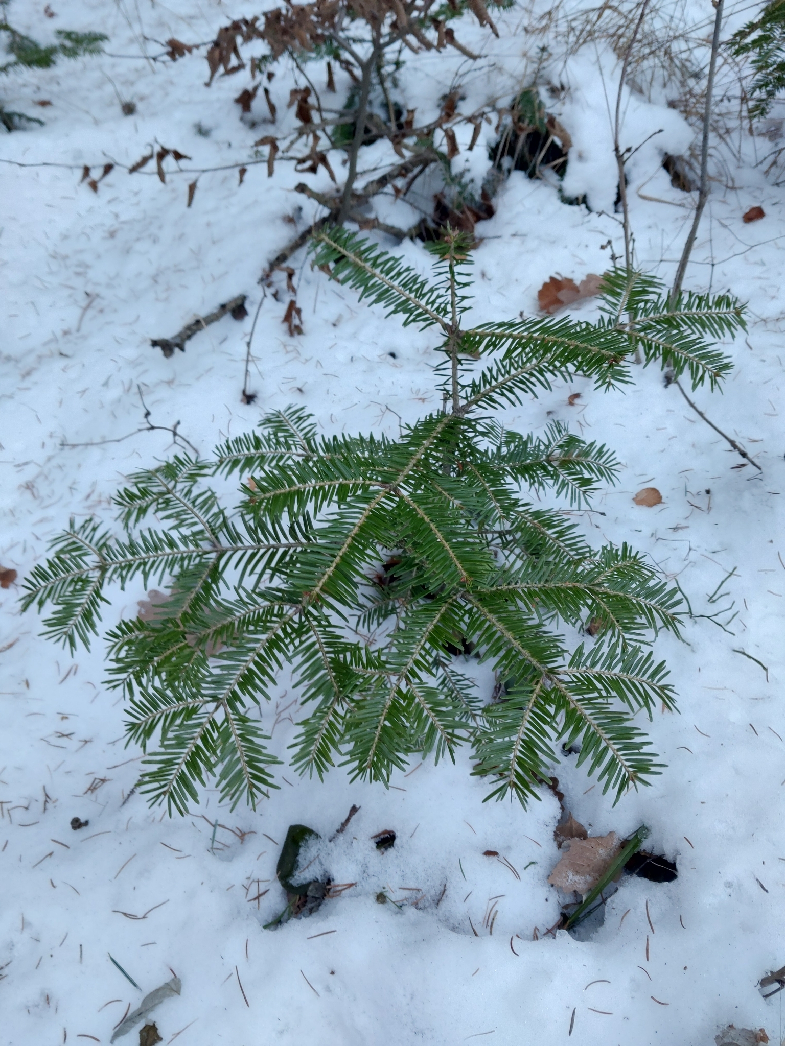 Abies alba