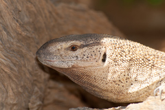Varanus albigularis