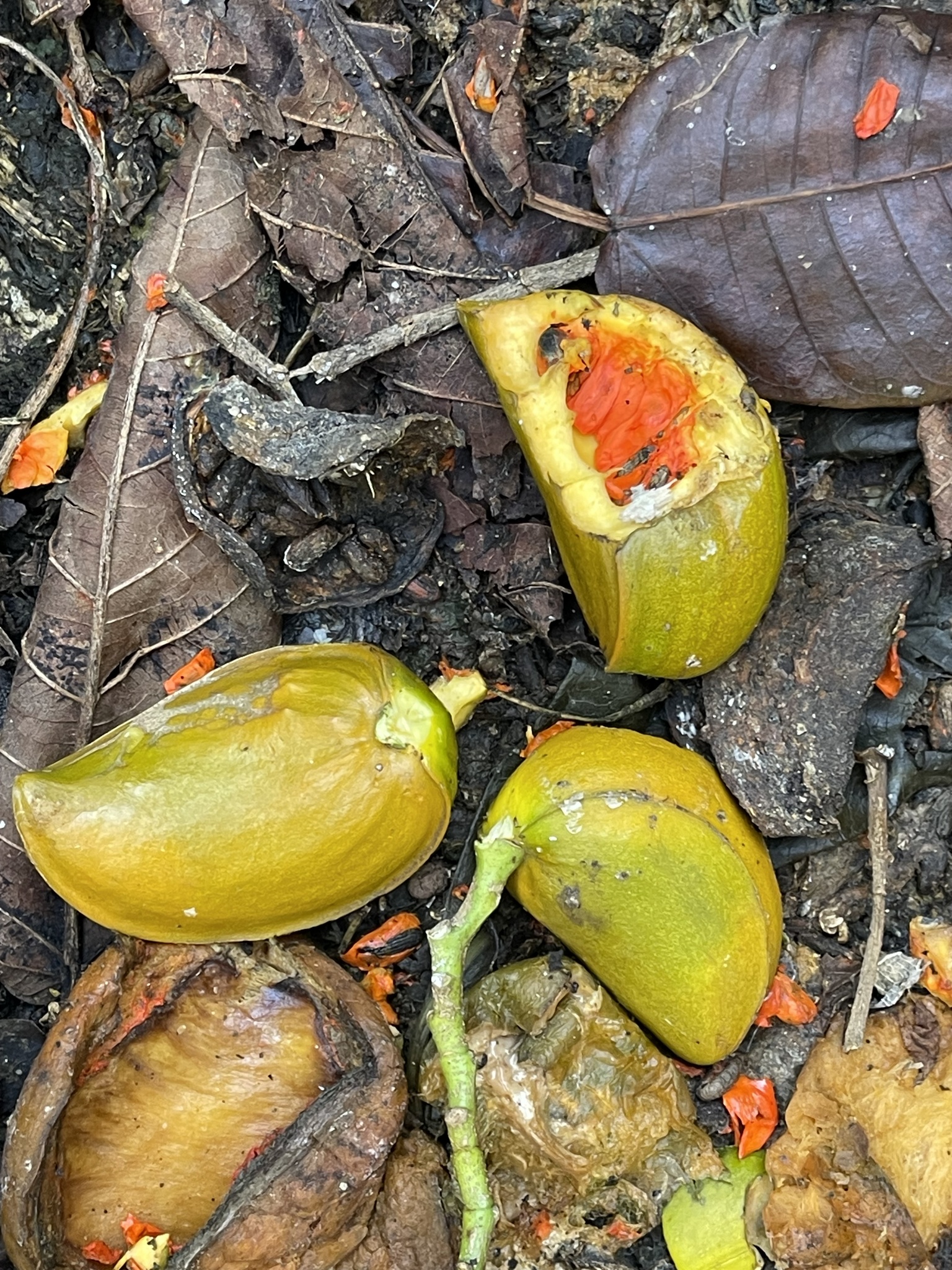 Imagem de Tabernaemontana litoralis