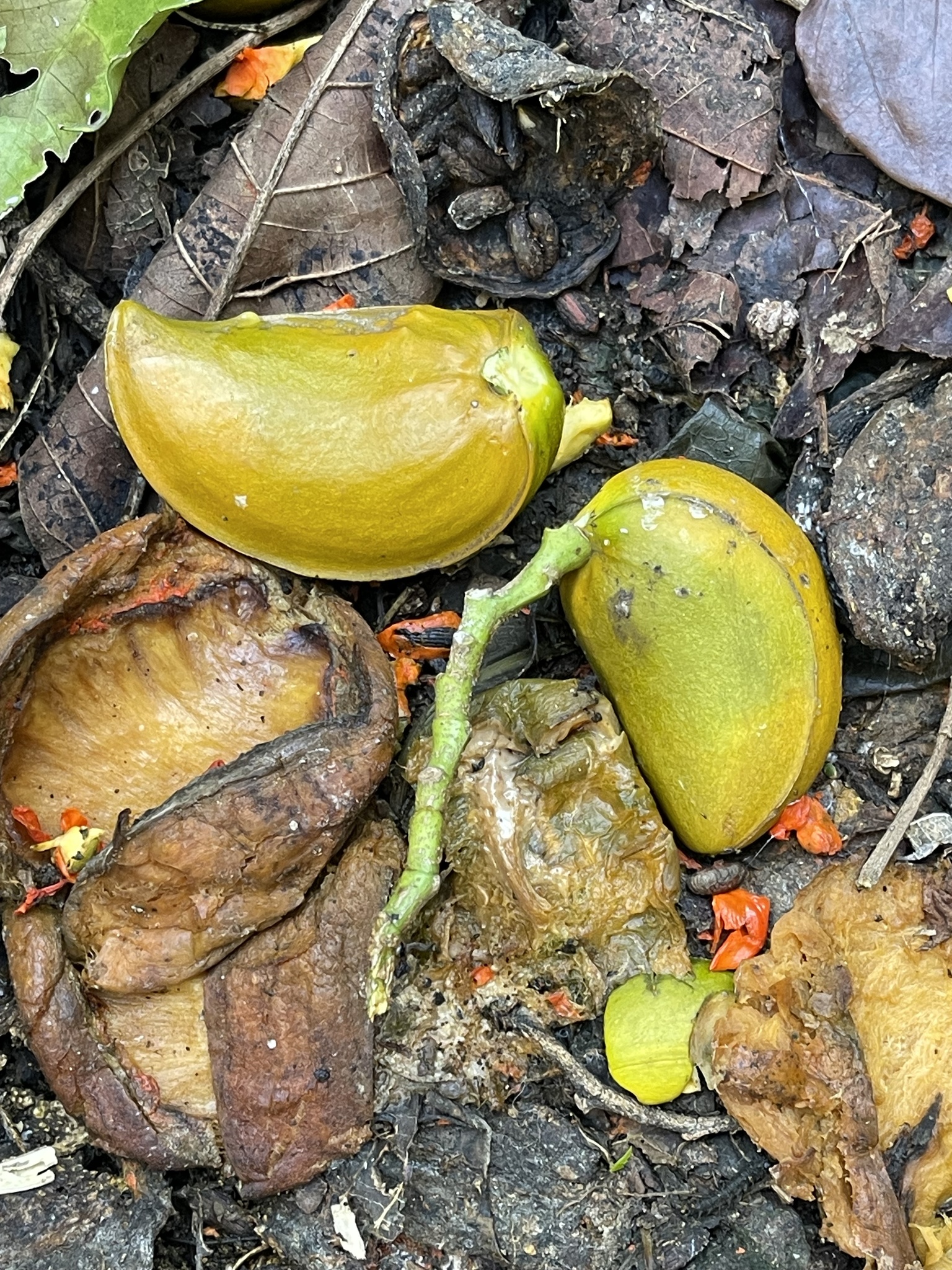 Imagem de Tabernaemontana litoralis