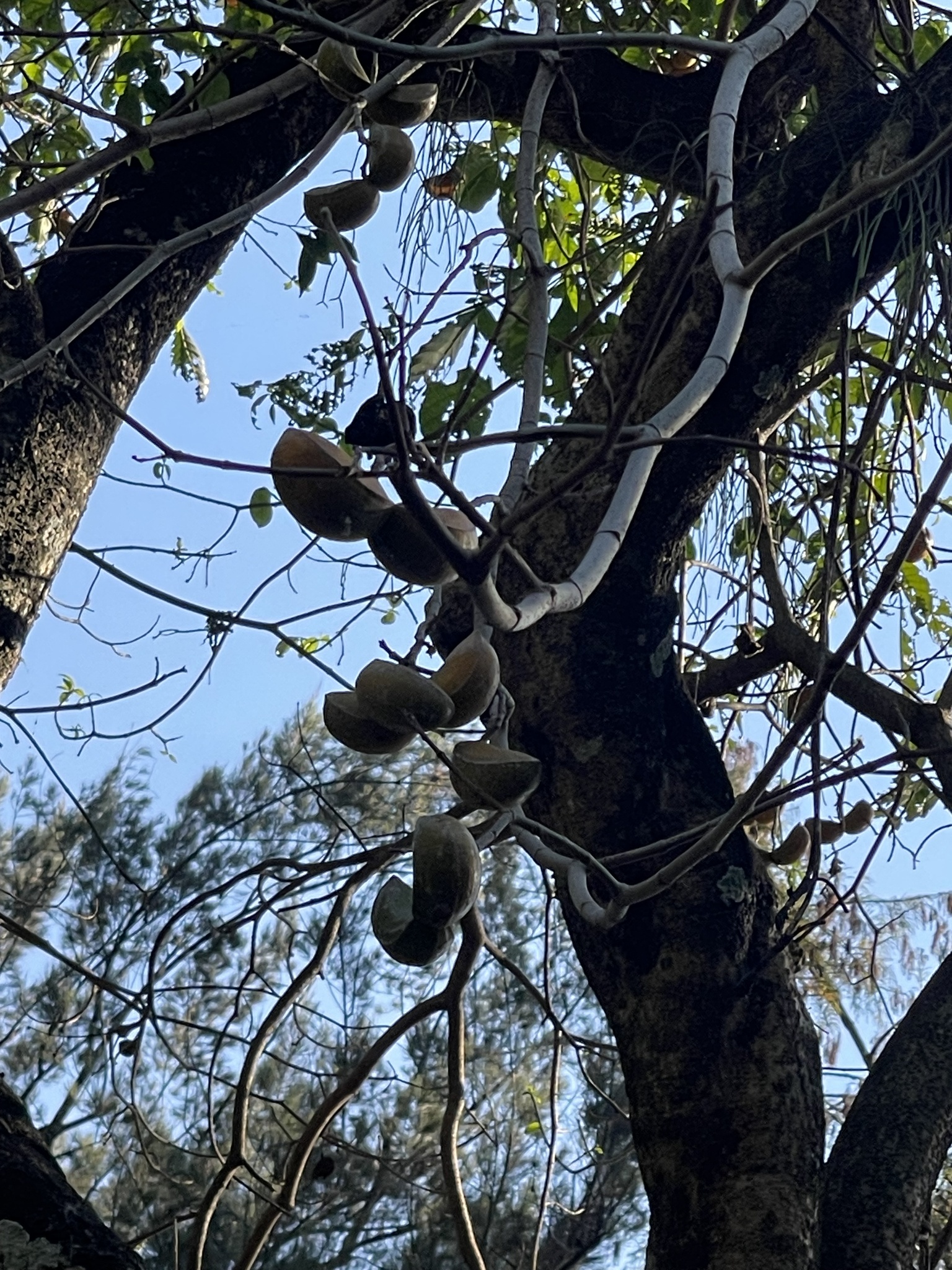 Imagem de Tabernaemontana litoralis