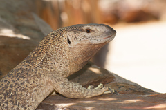 Varanus albigularis