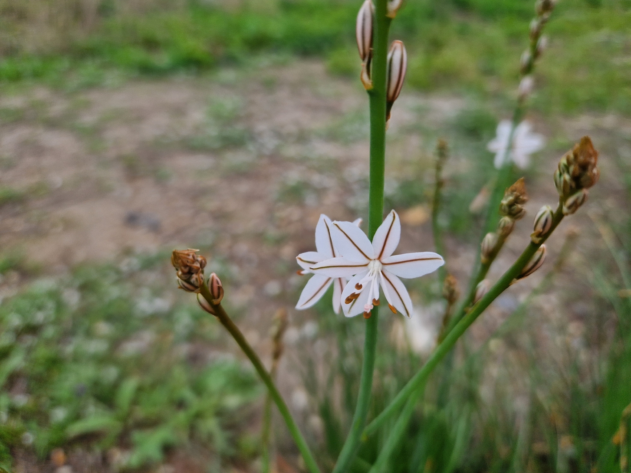 Onionweed