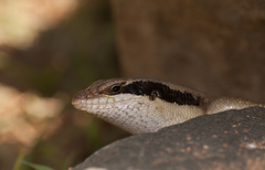 Trachylepis binotata