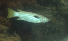 Ellochelon vaigiensis