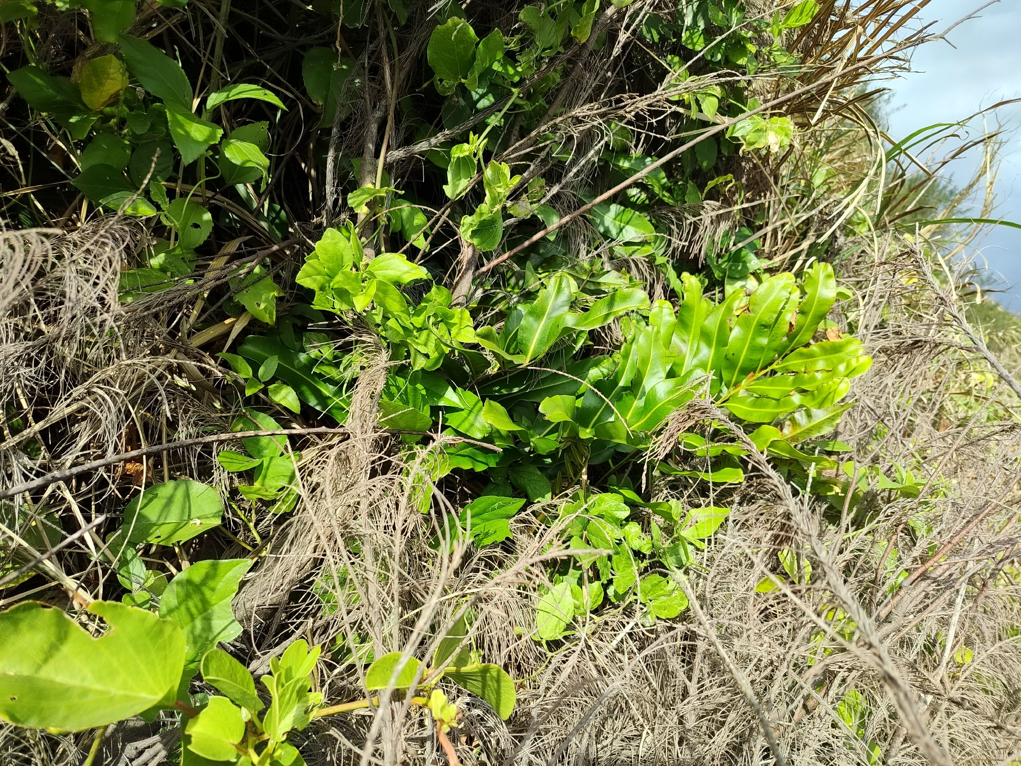 Imagem de samambaia-do-mangue