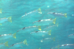 Ellochelon vaigiensis