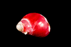 Eulithidium pulloides
