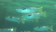 Ellochelon vaigiensis