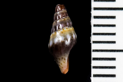 Pseudomelatomidae