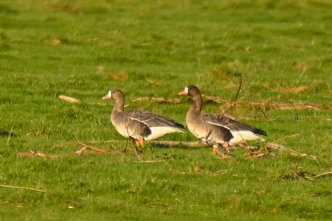 Greater White-fronted Goose (Anser albifrons), photo 8