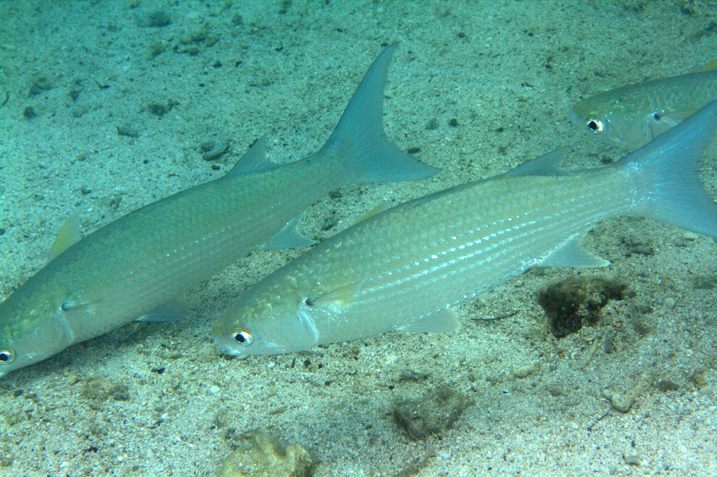 Fringelip mullet (Crenimugil heterocheilos) — Mugilidae