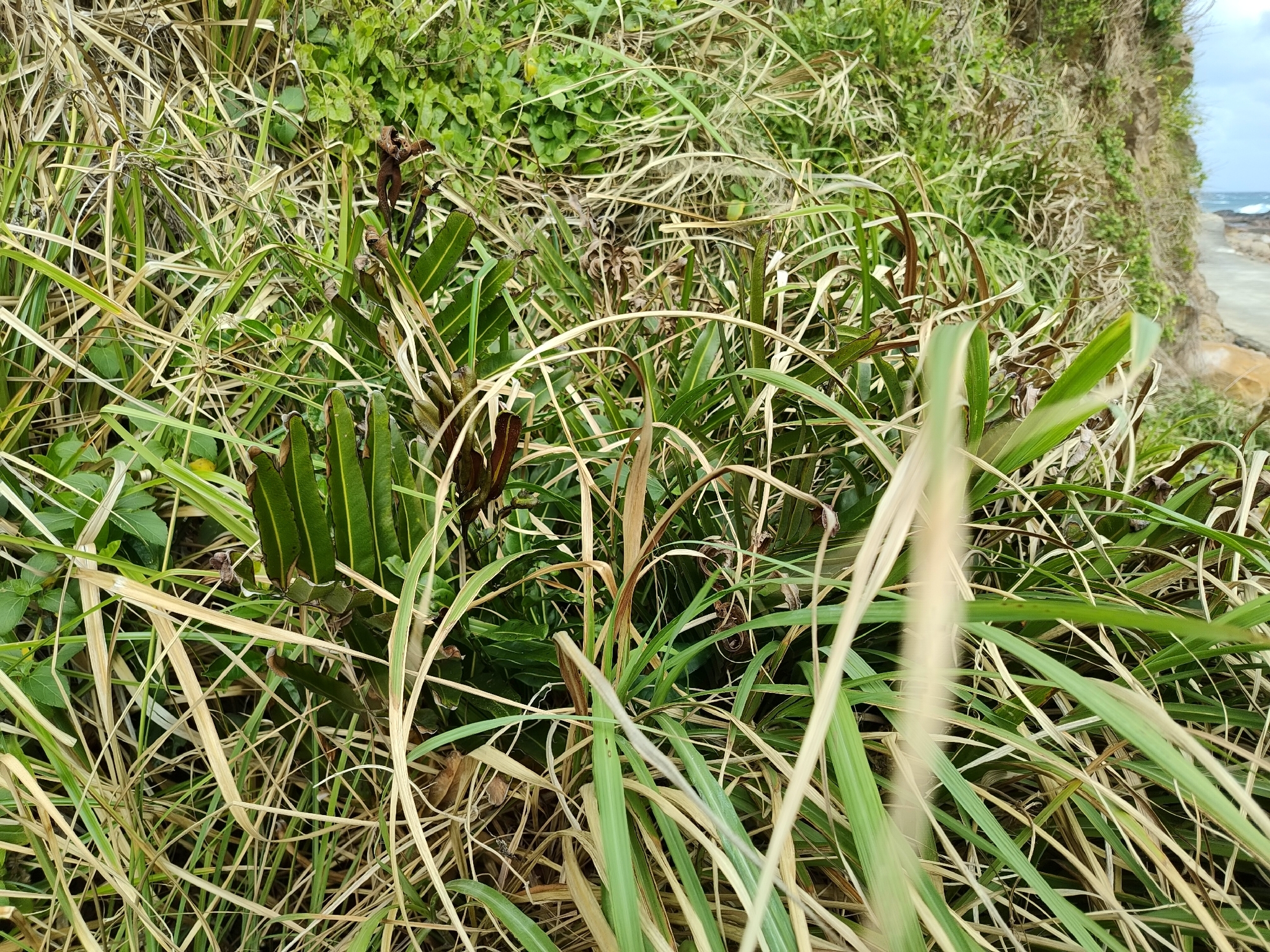 Imagem de samambaia-do-mangue