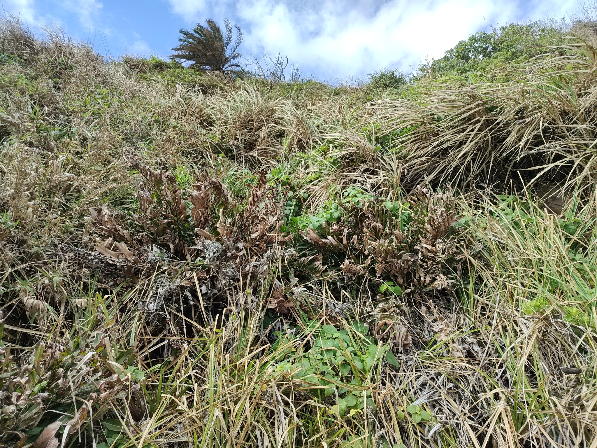 Imagem de samambaia-do-mangue