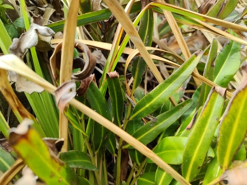 Foto de samambaia-do-mangue