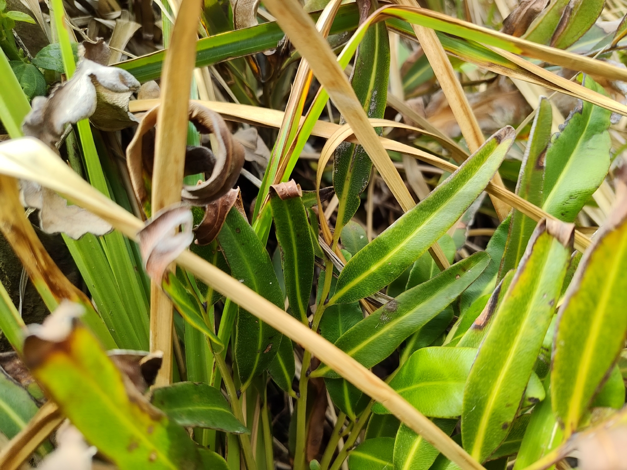 Imagem de samambaia-do-mangue