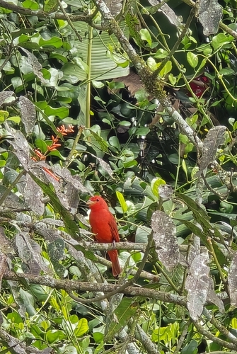 Summer Tanager (Piranga rubra), photo 2