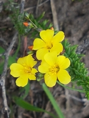 Linaceae