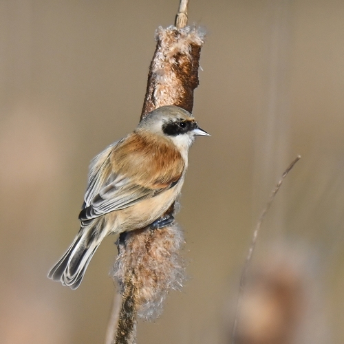 Eurasian Penduline Tit (Remiz pendulinus)