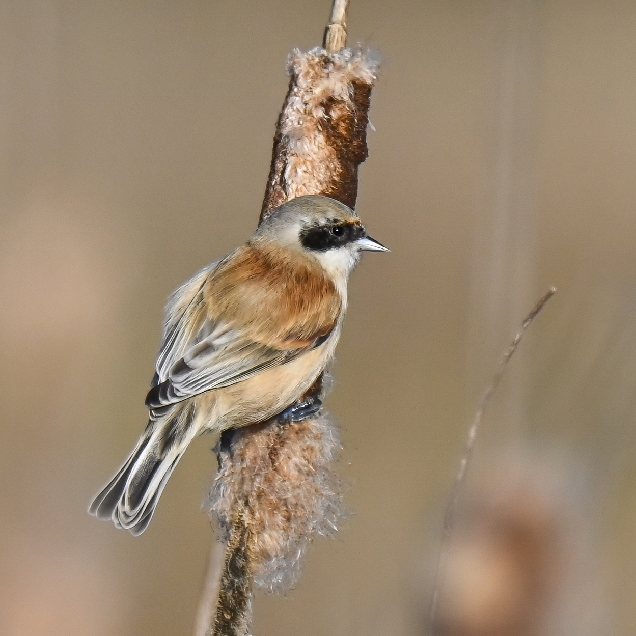 Eurasian Penduline Tit (Remiz pendulinus), photo 1