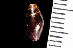 Pseudomelatomidae