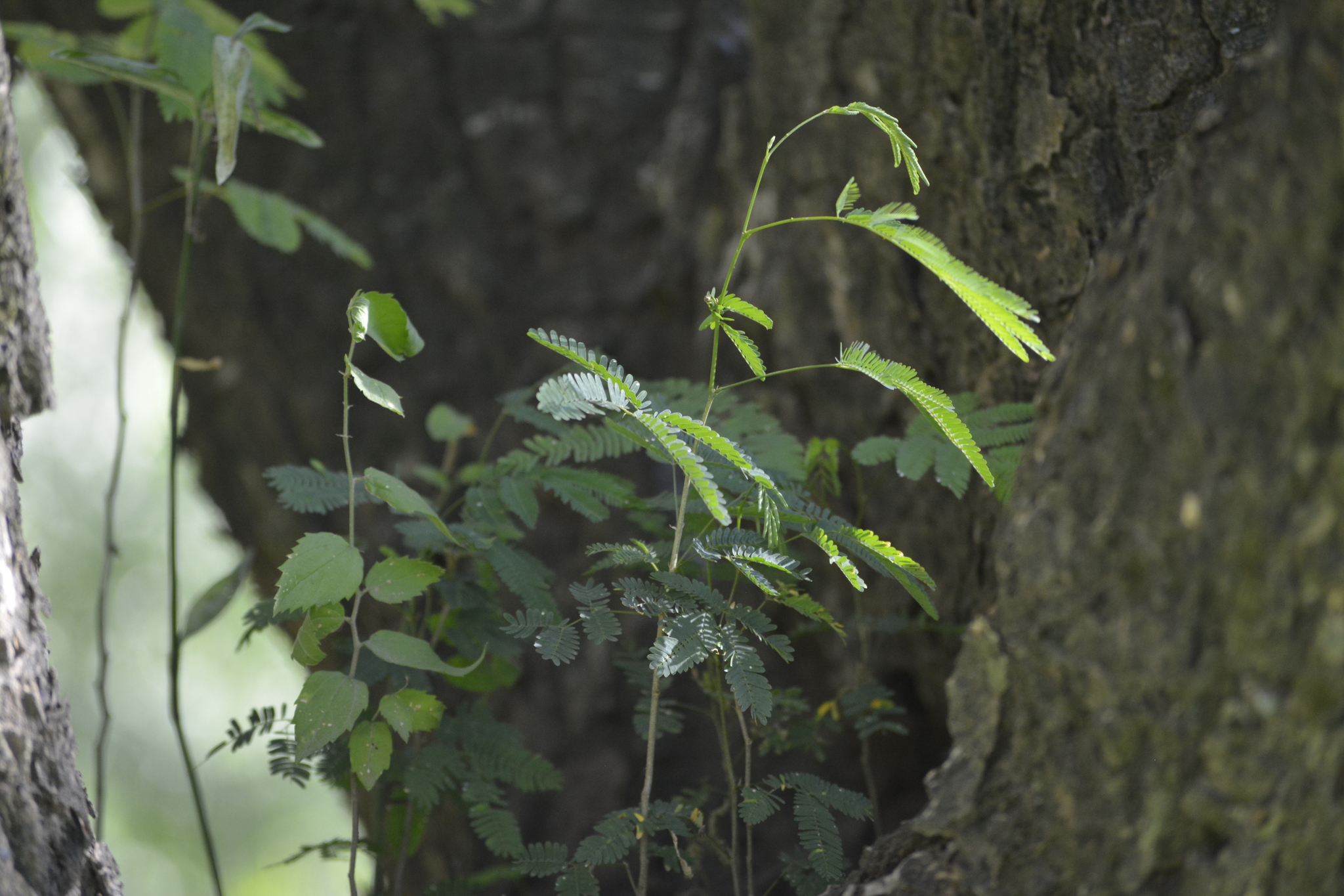 Senegalia praecox