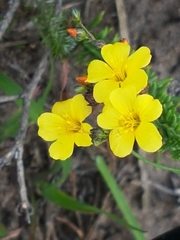 Linaceae